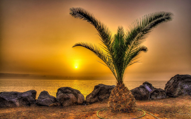 Palm beach sunset rope art free wallpaper for desktop - medium preview image