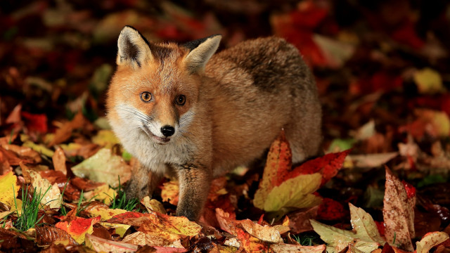 Fox leaves autumn curious animal free wallpaper for desktop - medium preview image