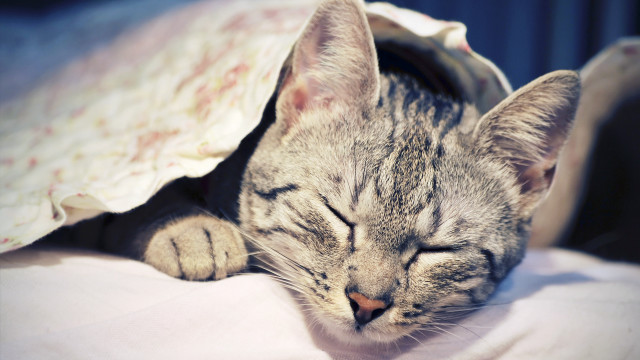 Cat sleeping bed blanket closed free wallpaper for desktop - medium preview image