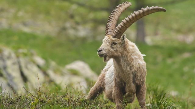 Goat long horns field grass #3 free wallpaper for desktop - medium preview image