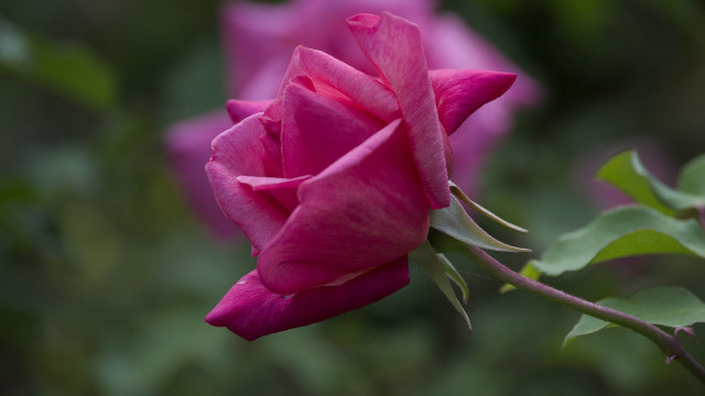 Pink rose garden blurry background free wallpaper for desktop - medium preview image