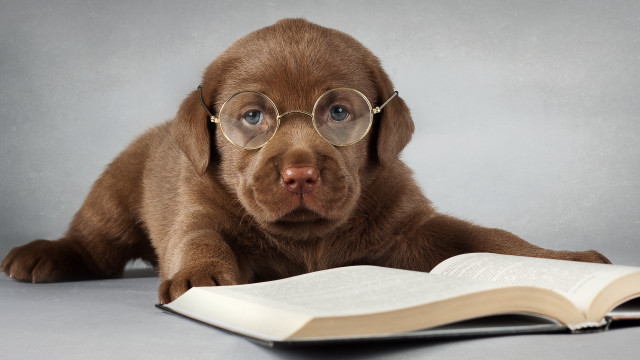 Puppy glasses reading book cute #2 free wallpaper for desktop - medium preview image