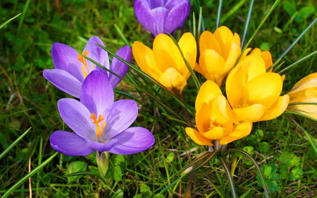 Flower field butterflies daisies garden free wallpaper for desktop - medium preview image