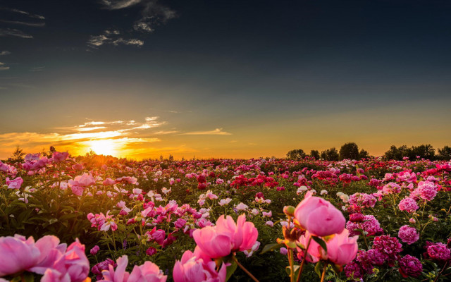 Flower field sunset clouds pink free wallpaper for desktop - medium preview image