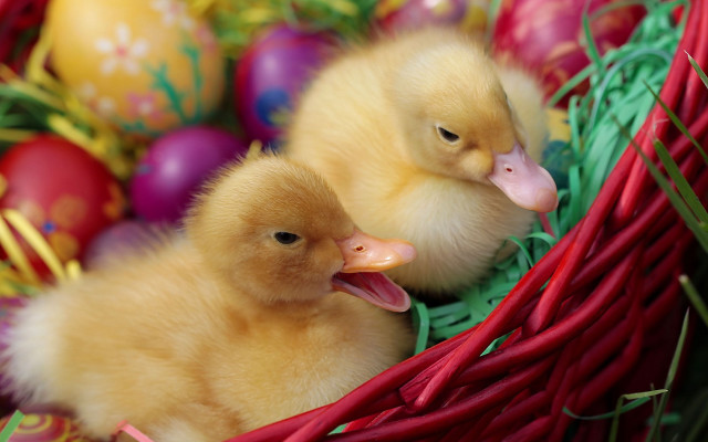 Ducks basket eggs red ribbon free wallpaper for desktop - medium preview image