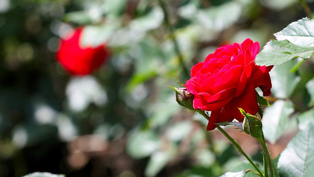 Red rose garden bokeh macro #3 free wallpaper for desktop - medium preview image