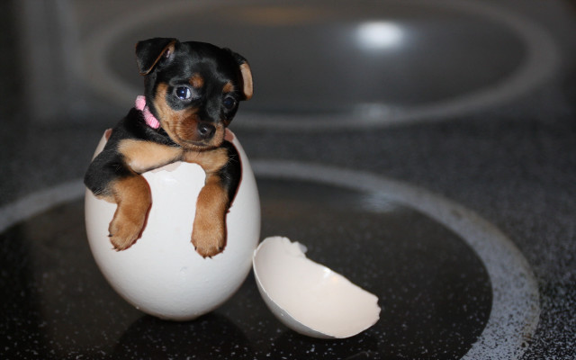 Puppy egg shell table surrealism free wallpaper for desktop - medium preview image