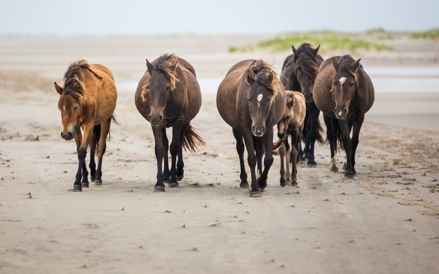 Horses beach sand ocean sunny free wallpaper for desktop - medium preview image