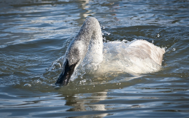 Seagull swimming water splash beach free wallpaper for desktop - medium preview image