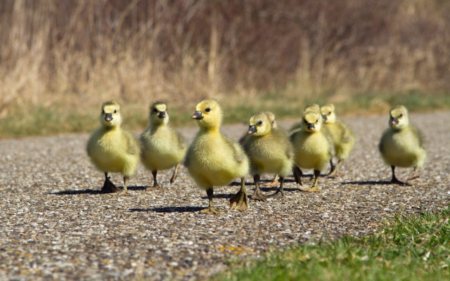 Yellow ducks walking gravel road free wallpaper for desktop - medium preview image