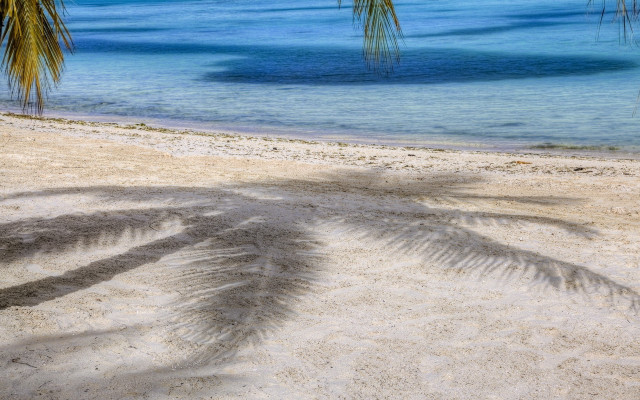 Palm shadow beach ocean sand free wallpaper for desktop - medium preview image