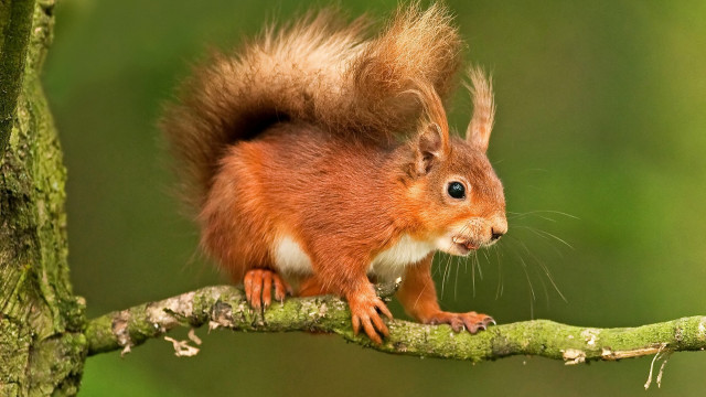 Red squirrel branch tail up free wallpaper for desktop - medium preview image