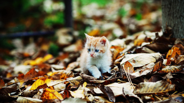 Kitten leaves woods autumn blurry free wallpaper for desktop - medium preview image