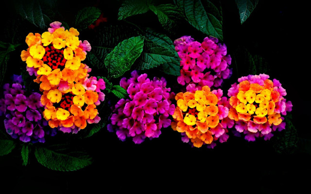 Flowers hydrangea leaves purple yellow free wallpaper for desktop - medium preview image