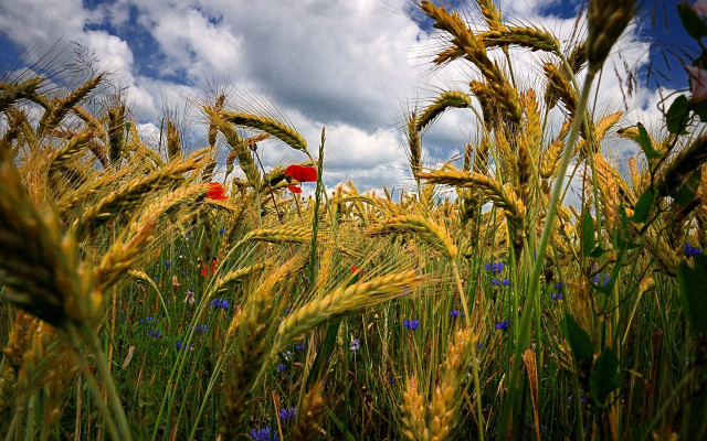 Wheat field red umbrella blue free wallpaper for desktop - medium preview image