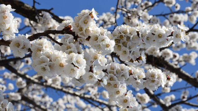 White flower tree sky bloom free wallpaper for desktop - medium preview image