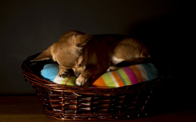 Dog basket blanket table black free wallpaper for desktop - medium preview image