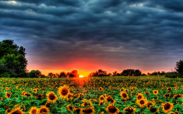 Sunflower field cloudy sunset mountain free wallpaper for desktop - medium preview image
