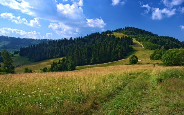 Grassy field hill trees trail free wallpaper for desktop - medium preview image