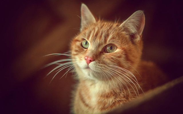 Green eyed cat closeup animal free wallpaper for desktop - medium preview image