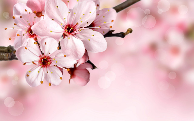 Pink flower blurry background closeup free wallpaper for desktop - medium preview image