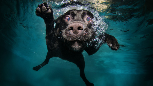 Dog swimming water paws up free wallpaper for desktop - medium preview image