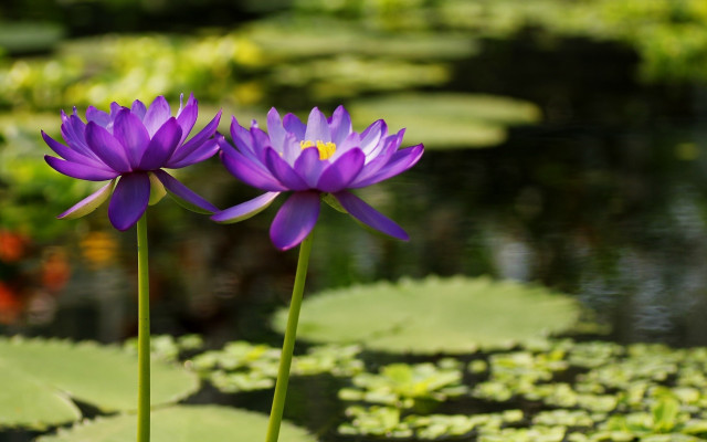 Purple flowers pond lilies green free wallpaper for desktop - medium preview image