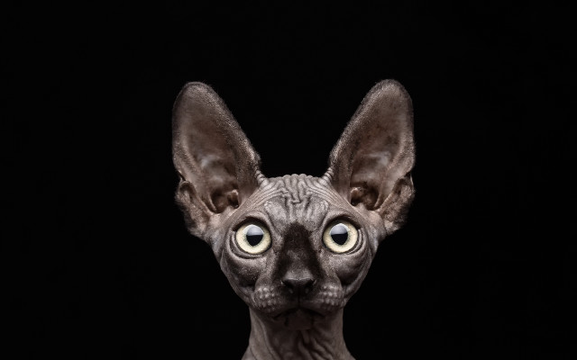 Hairless cat big eyes black free wallpaper for desktop - medium preview image