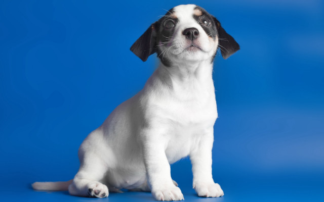 Small white black dog blue free wallpaper for desktop - medium preview image