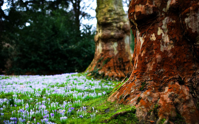 Blue flower field tree forest free wallpaper for desktop - medium preview image
