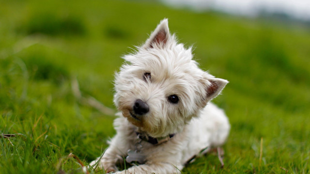 Small white dog grass sad free wallpaper for desktop - medium preview image