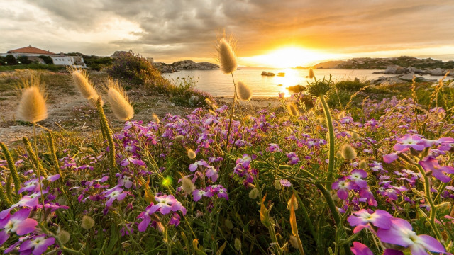 Flower field sunset house water free wallpaper for desktop - medium preview image