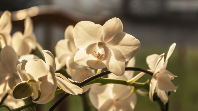 Closeup flowers bokeh background butterfly free wallpaper for desktop - medium preview image