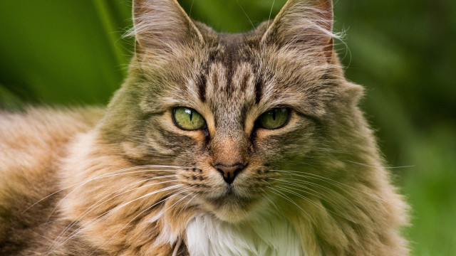 Cat green eyes in grass free wallpaper for desktop - medium preview image