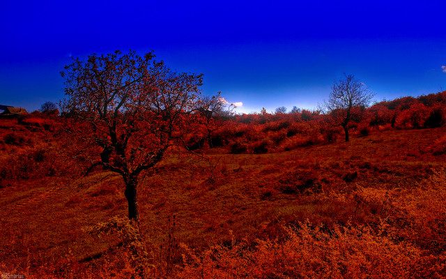 Autumn leaves bare tree sky free wallpaper for desktop - medium preview image