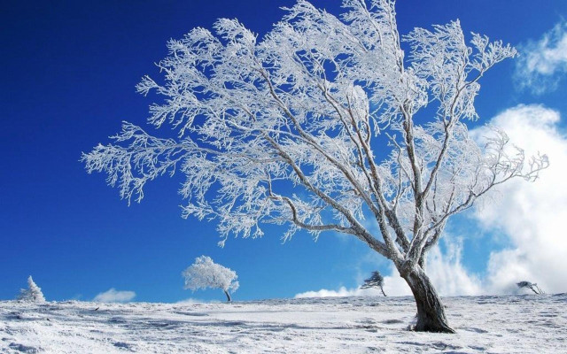 Snowy tree blue sky clouds free wallpaper for desktop - medium preview image