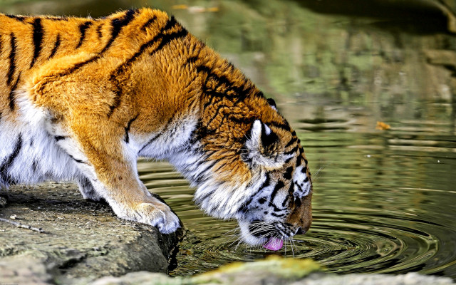 Tiger drinking water pond rocks free wallpaper for desktop - medium preview image