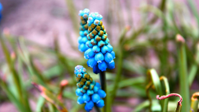 Blue flower bokeh glowstick macro free wallpaper for desktop - medium preview image