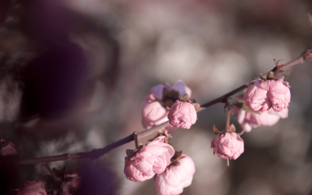 Pink flowers blurry tree branch free wallpaper for desktop - medium preview image