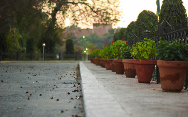 Potted plants road fence trees free wallpaper for desktop - medium preview image