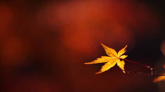 Single leaf night autumn butterfly free wallpaper for desktop - medium preview image
