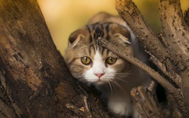 Cat peeking branch blurry background free wallpaper for desktop - medium preview image