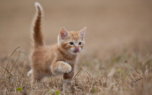 Small kitten walking dry grass #3 free wallpaper for desktop - medium preview image