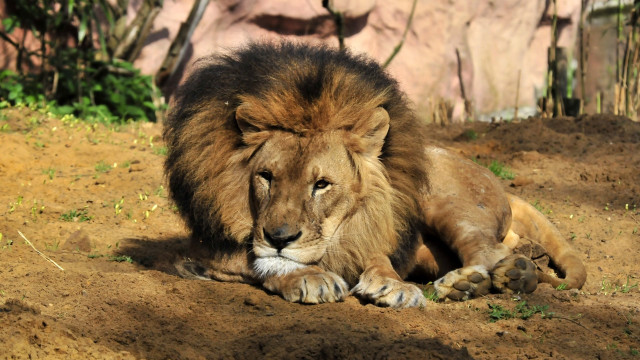 Lion dirt enclosure rock wall free wallpaper for desktop - medium preview image