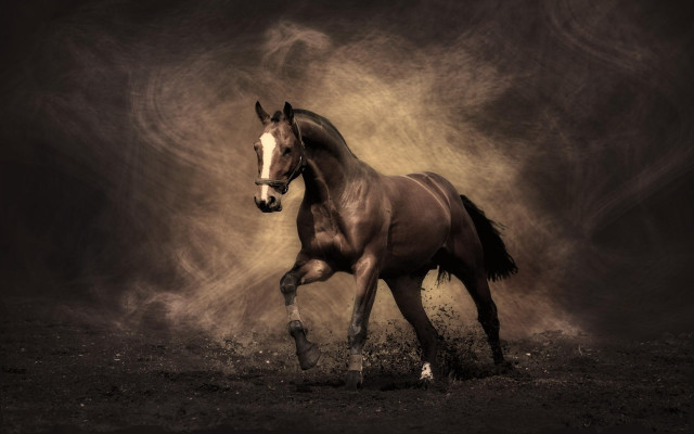 Horse running field dust black free wallpaper for desktop - medium preview image