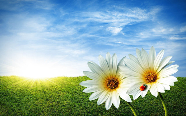 White flower bug field sunshine free wallpaper for desktop - medium preview image