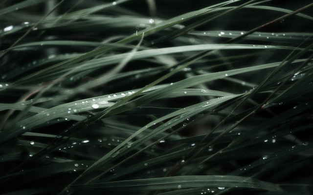 Grass water drops macro nature free wallpaper for desktop - medium preview image