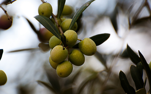 Olives branch leaves berries photorealism free wallpaper for desktop - medium preview image
