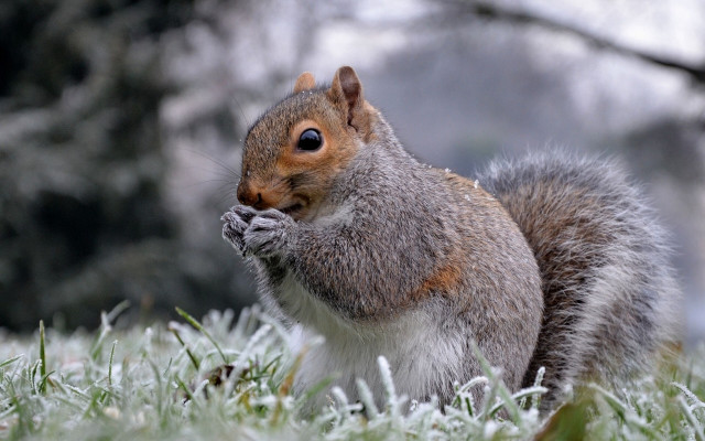 Frosty squirrel eating grass winter #2 free wallpaper for desktop - medium preview image