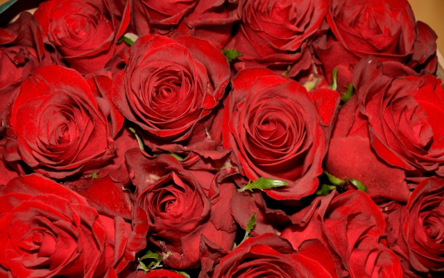 Red roses vase floral background free wallpaper for desktop - medium preview image